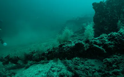 Submarine Mania Network