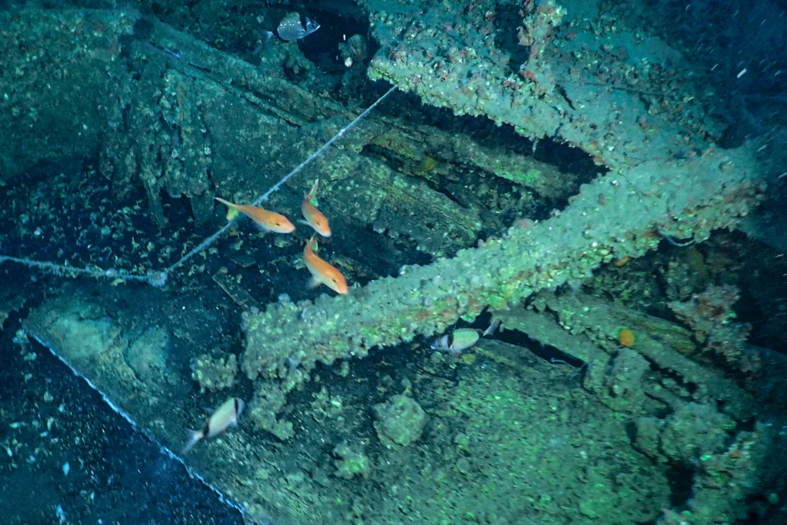 Diving Gelibolu