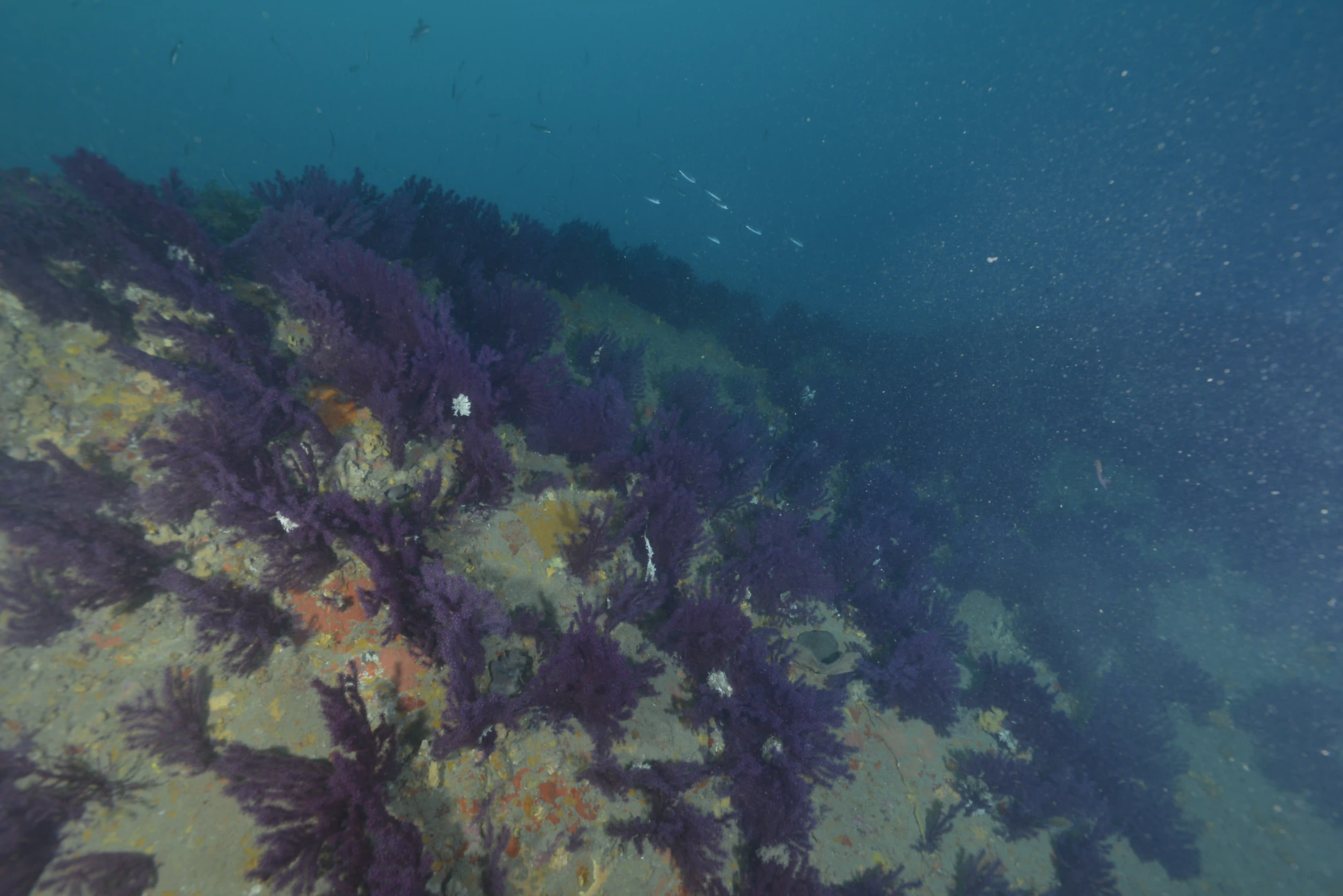 Diving Gelibolu