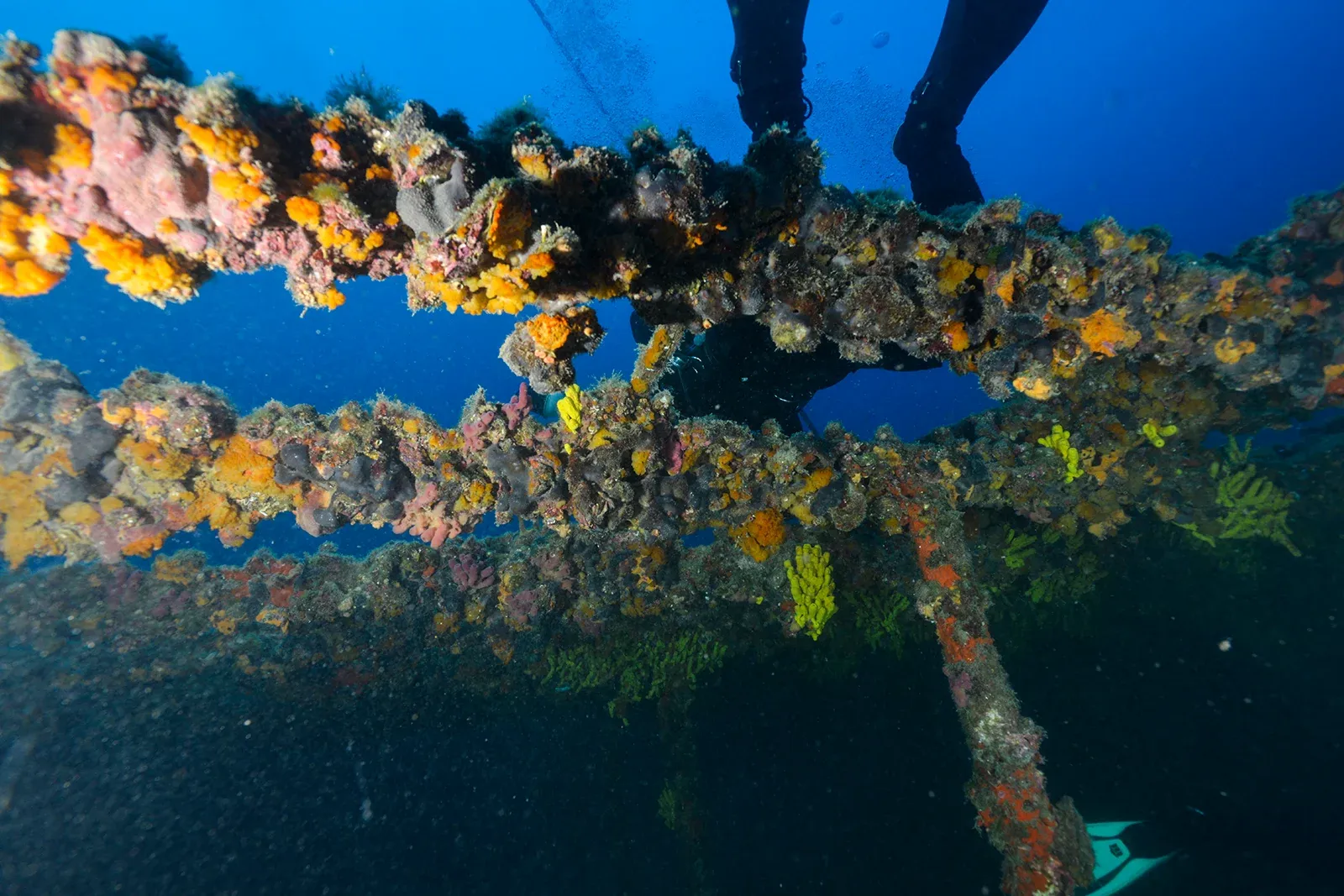 Diving Gelibolu
