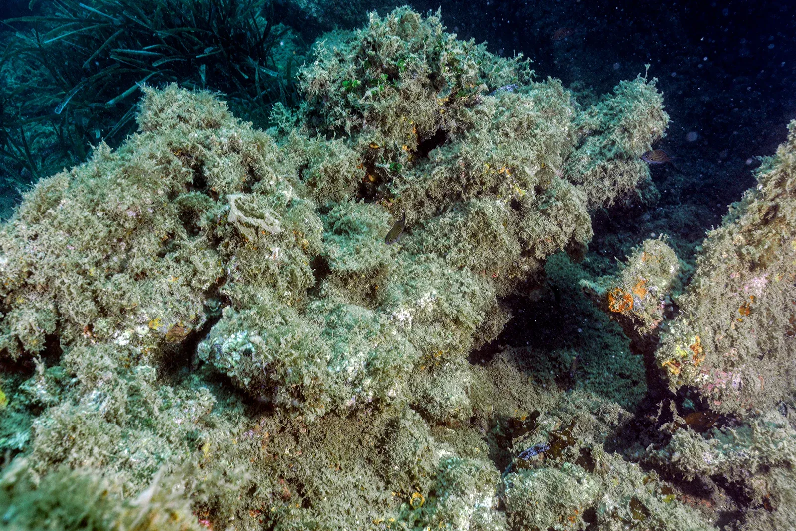 Diving Gelibolu