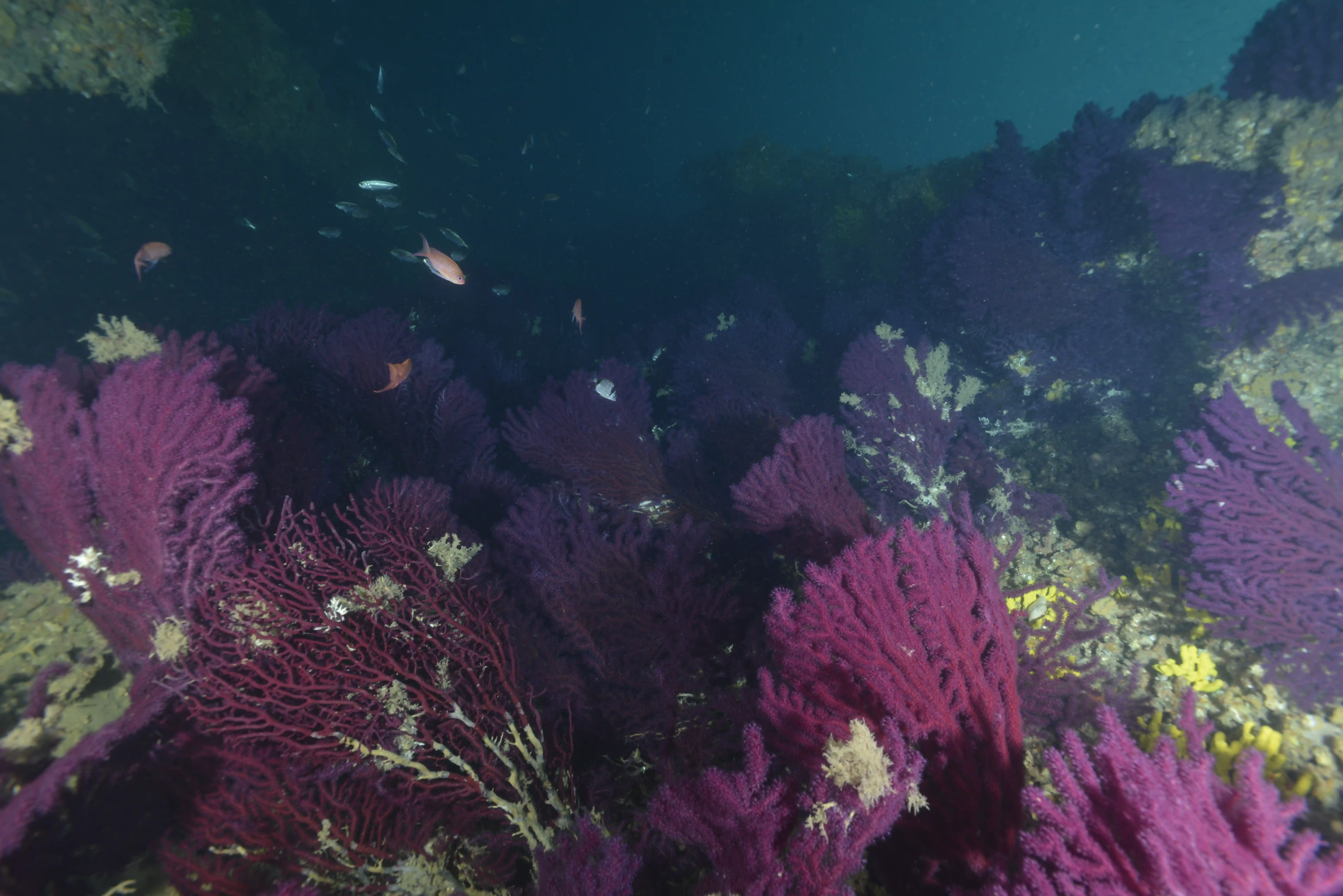 Diving Gelibolu