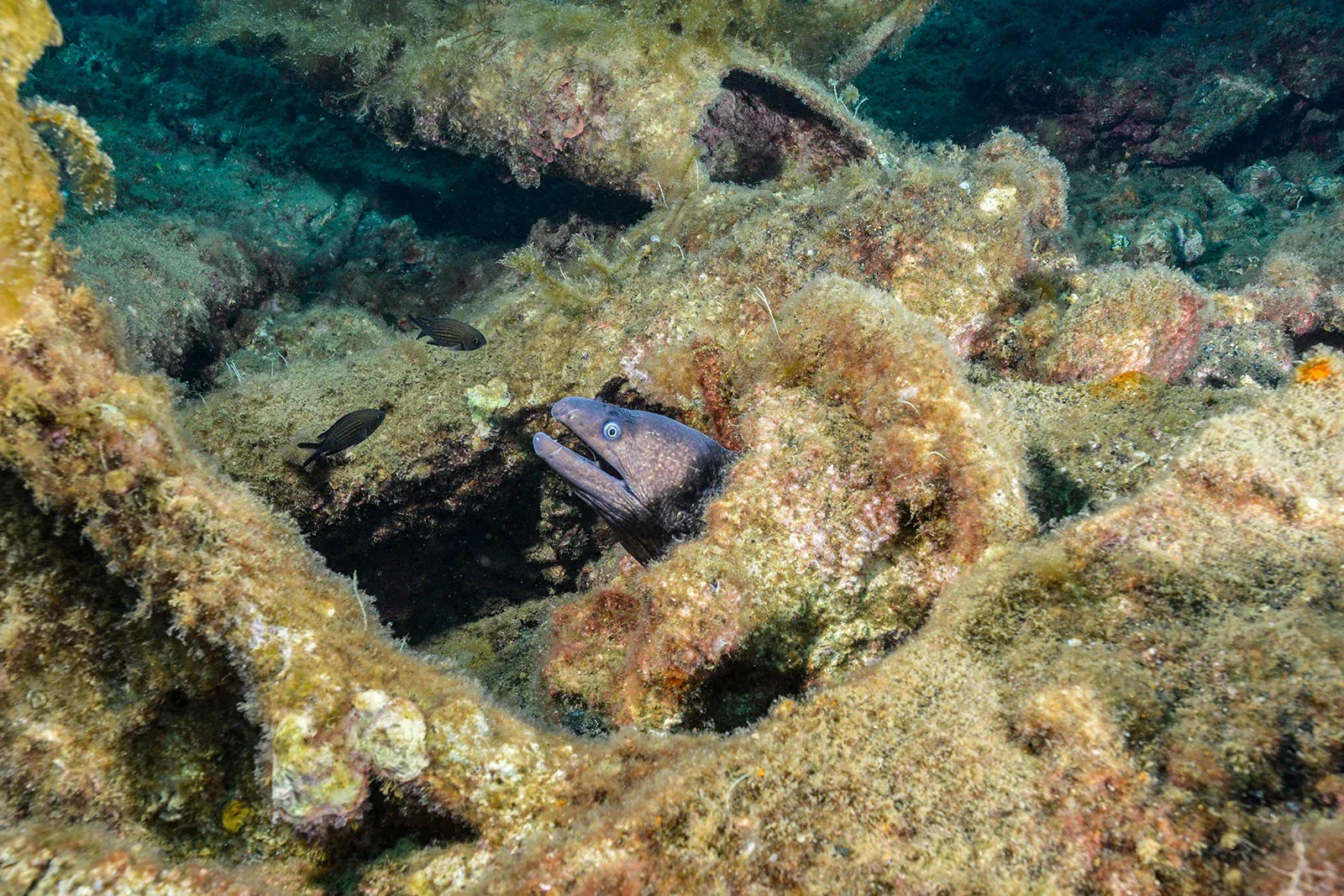 Diving Gelibolu