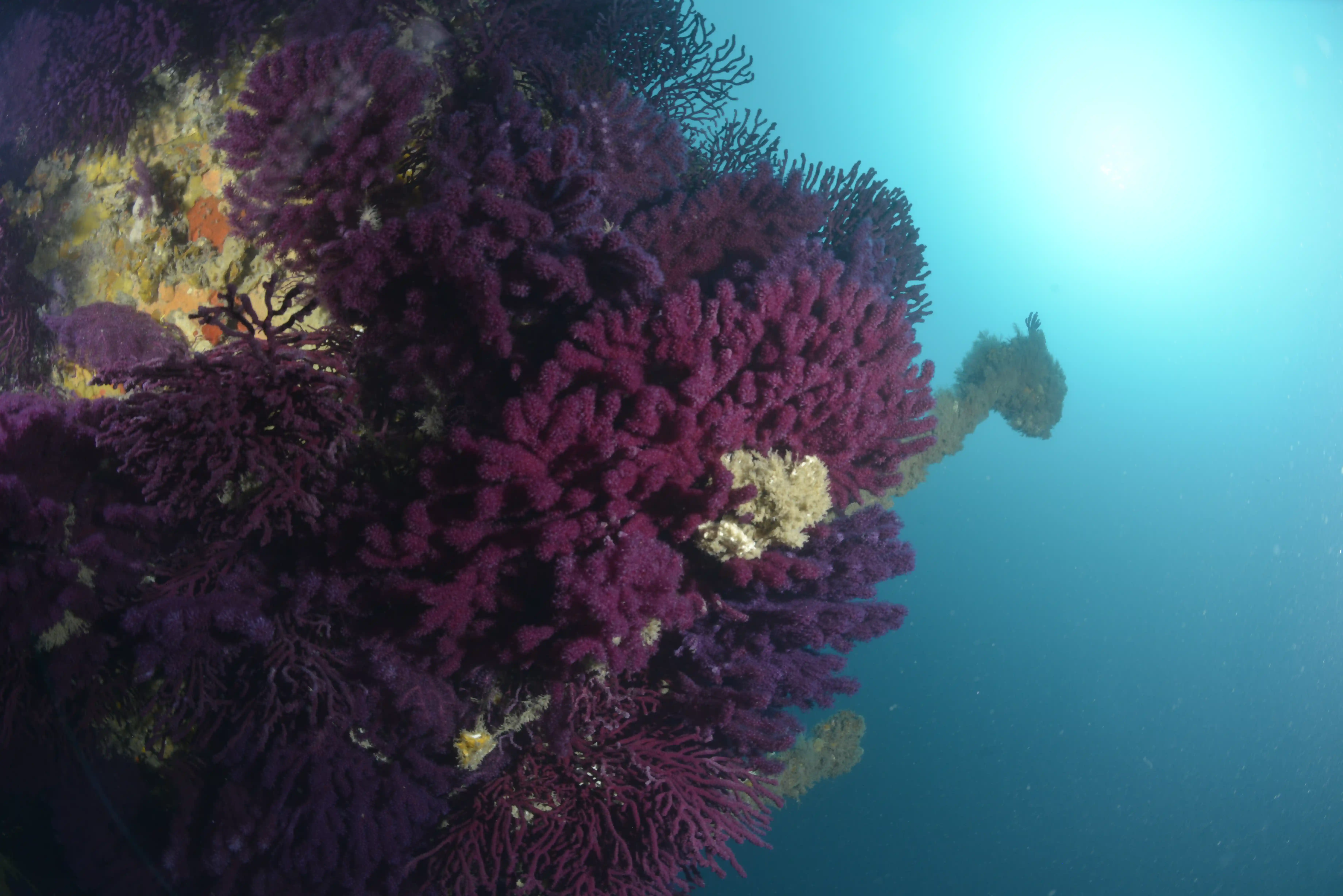 Diving Gelibolu