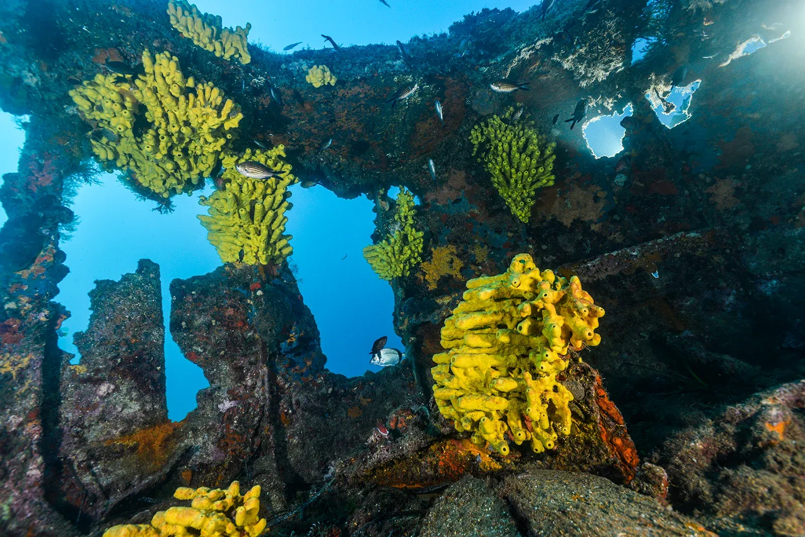 Diving Gelibolu