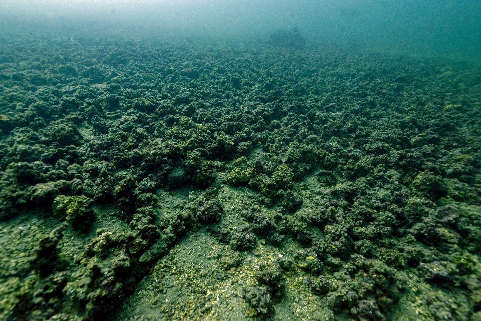 Diving Gelibolu