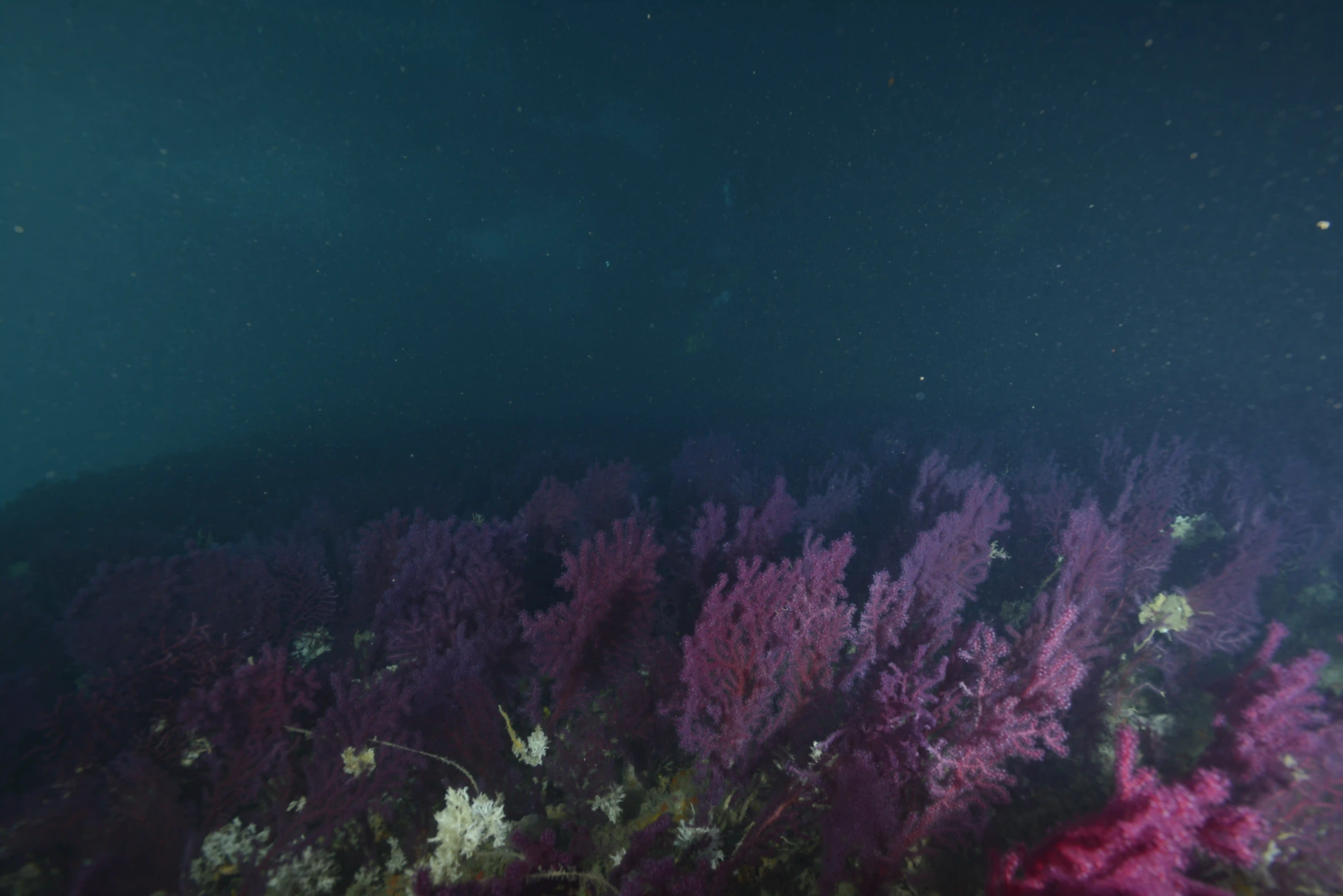 Diving Gelibolu