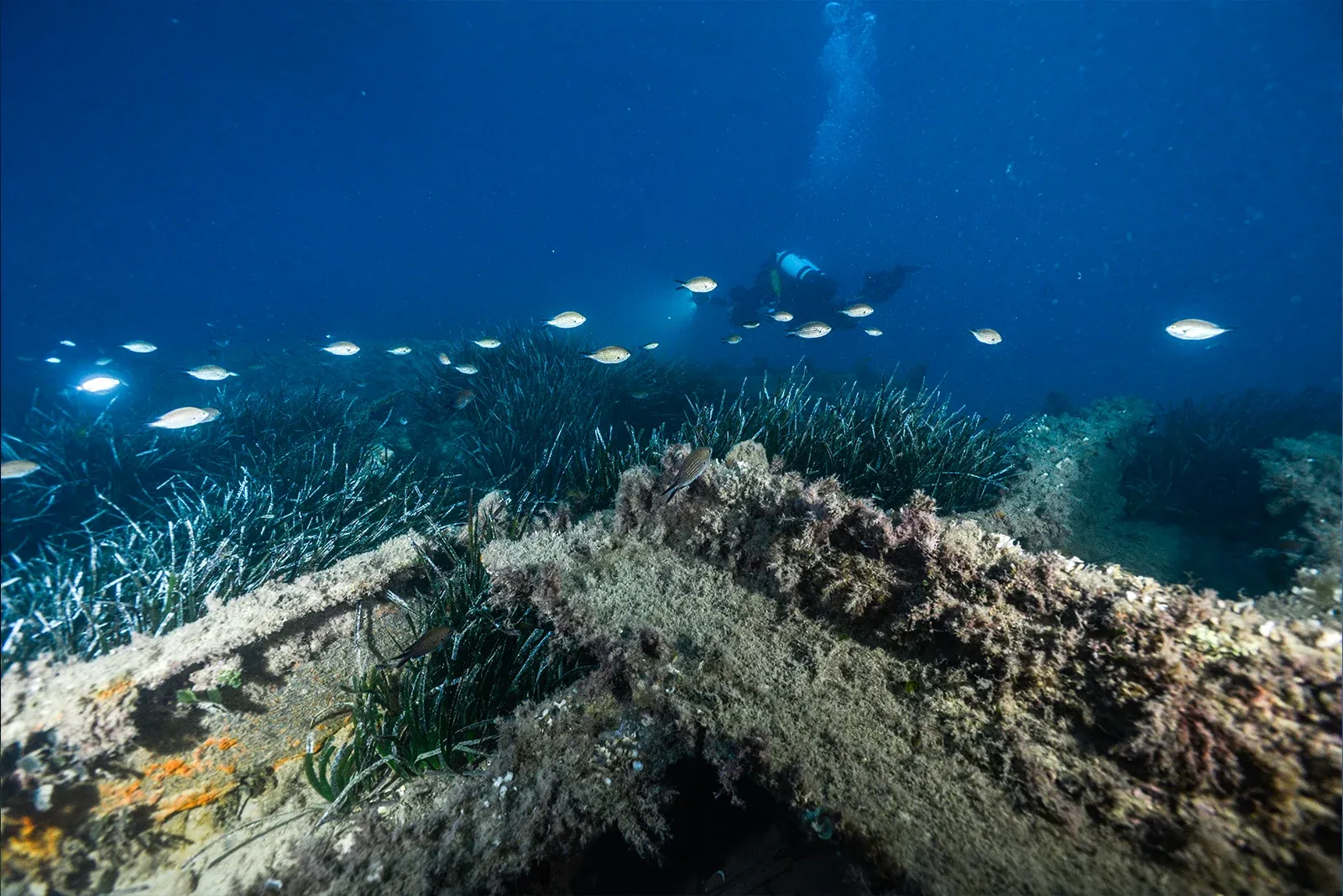 Diving Gelibolu