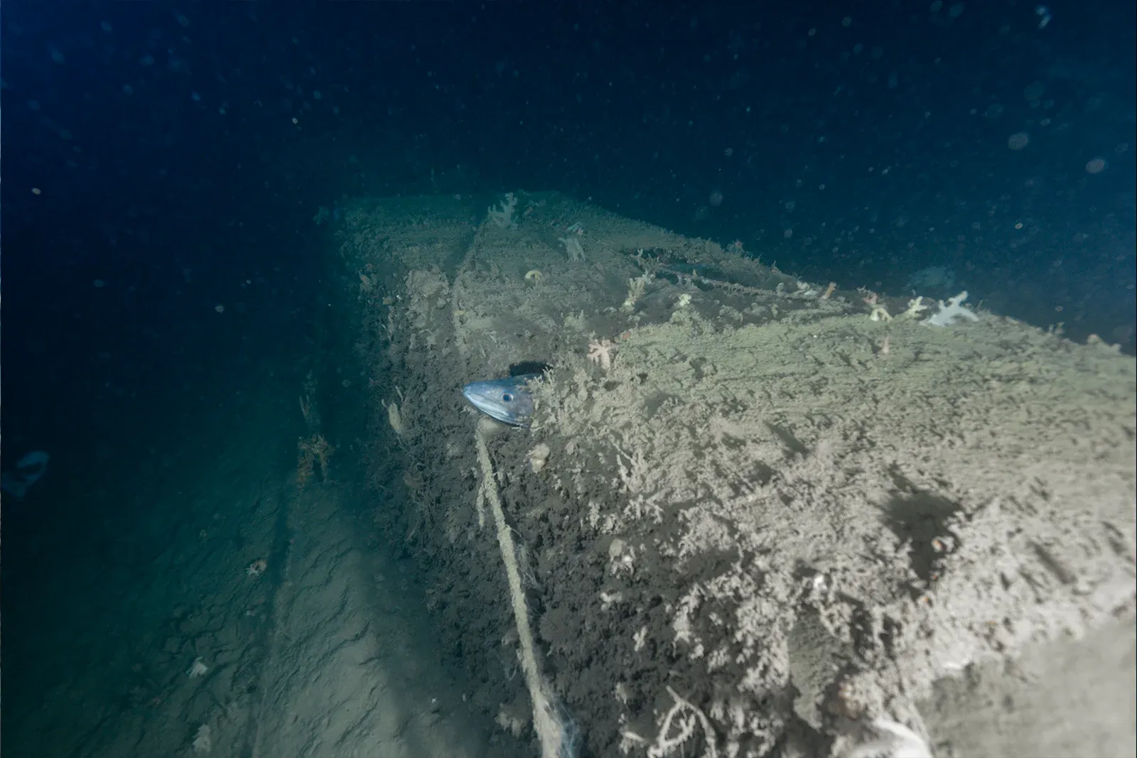 Diving Gelibolu
