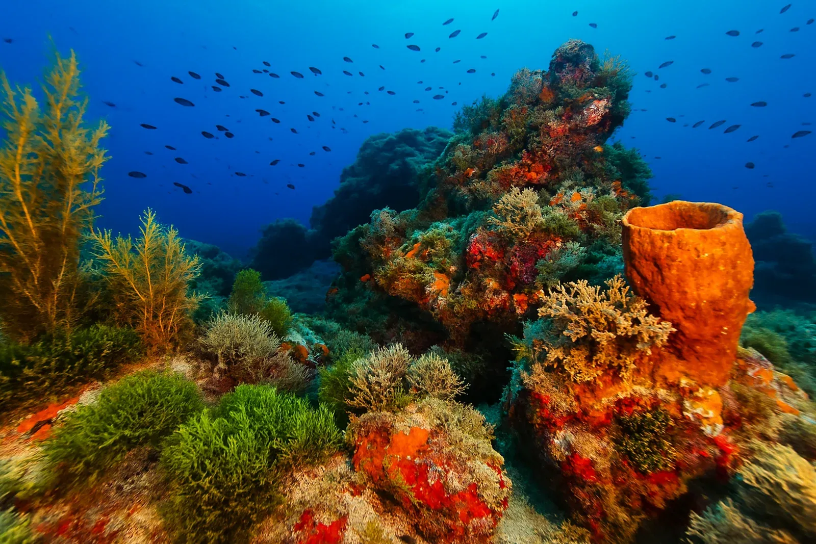 Diving Gelibolu