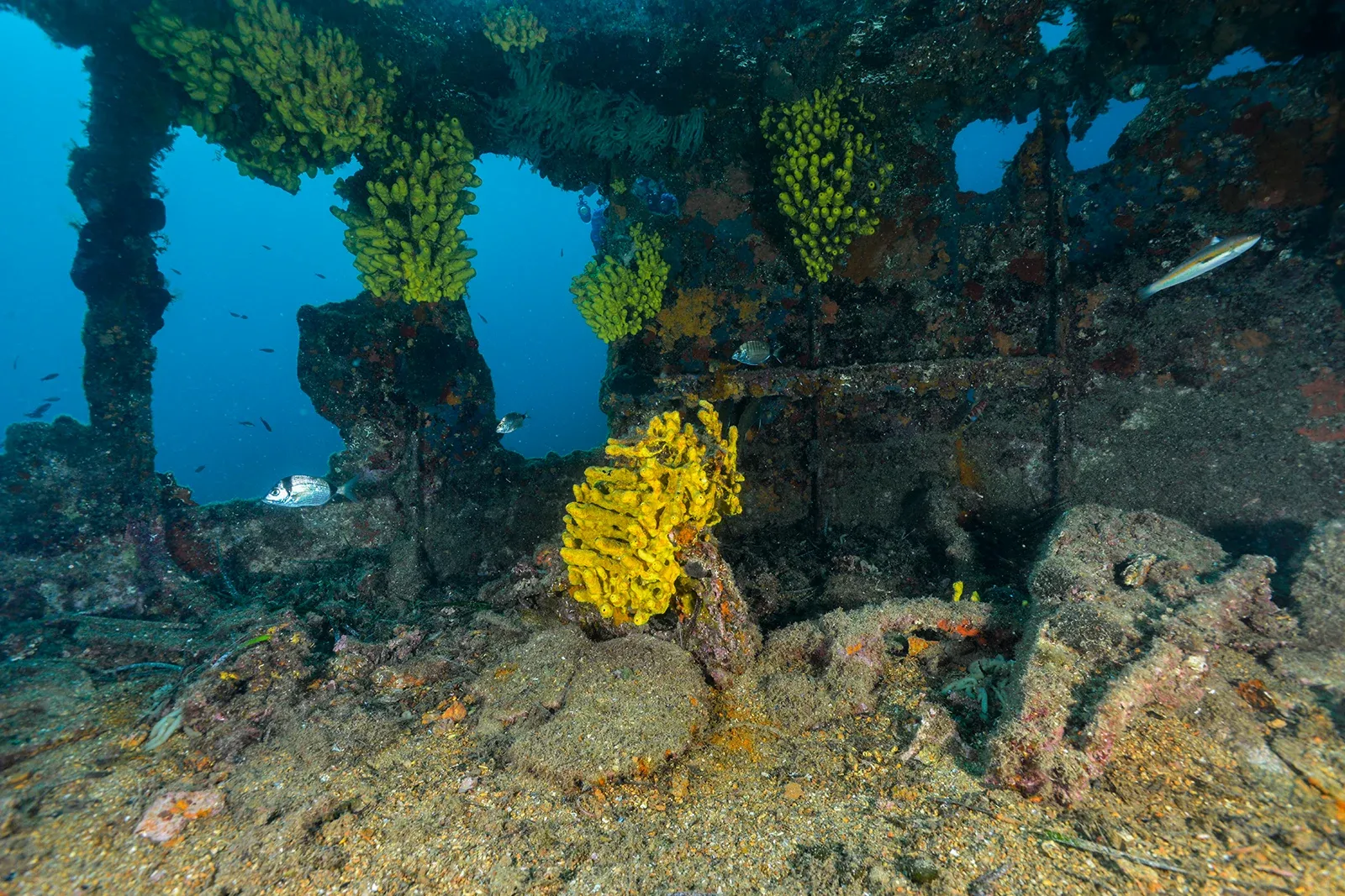 Diving Gelibolu